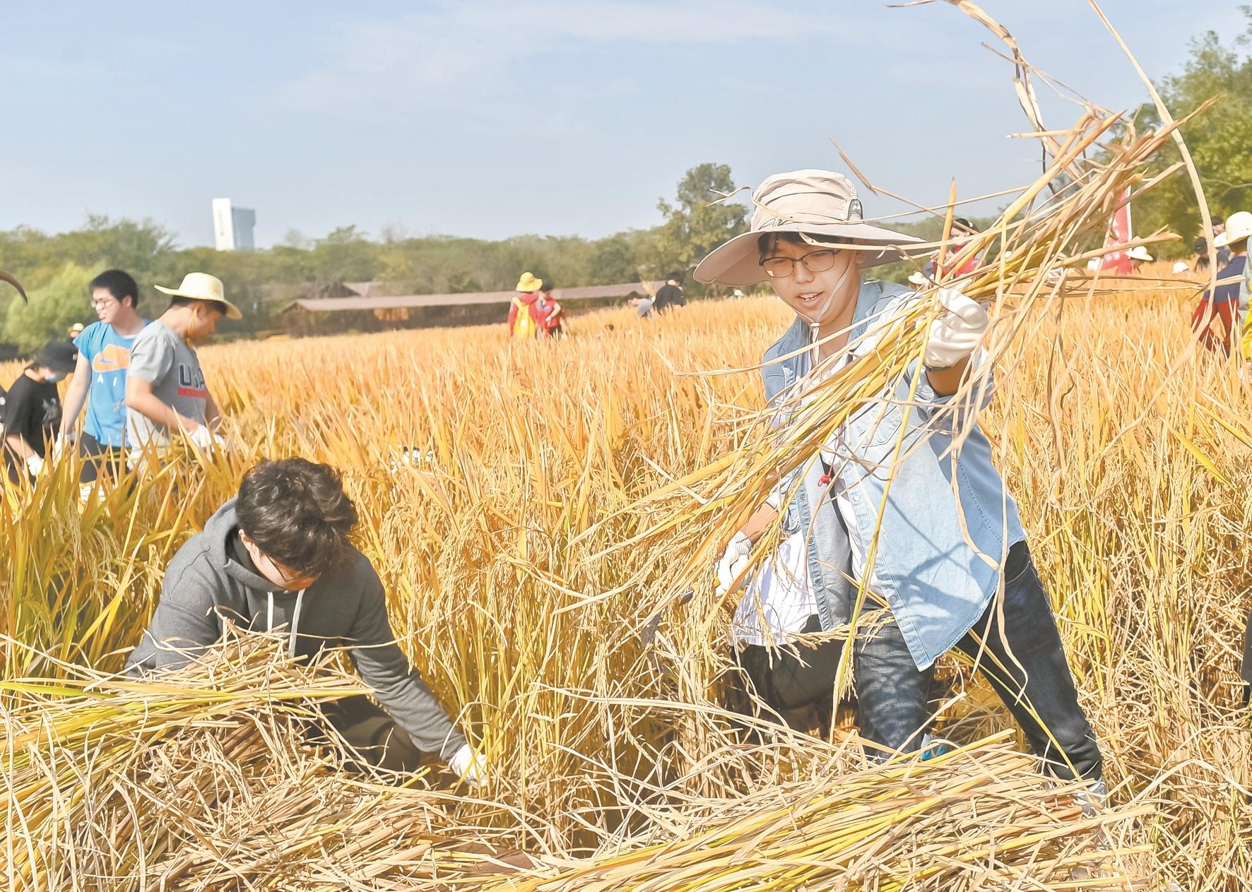 武大学生正在割稻子