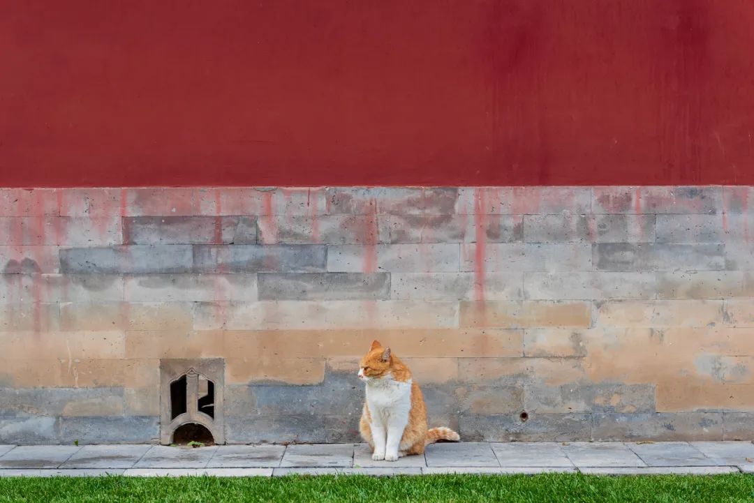 国内最高端撸猫地点只有这了