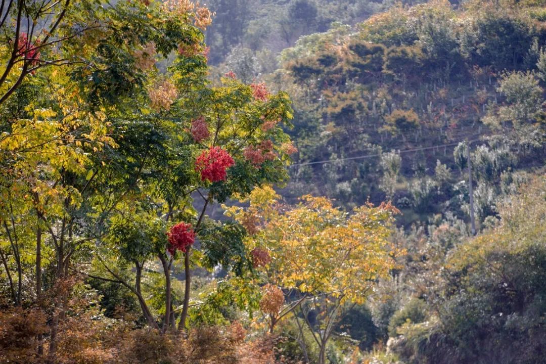 宁波这条盘山公路美得醉人!头上开着小火车,还有色彩斑斓的水库湿地!
