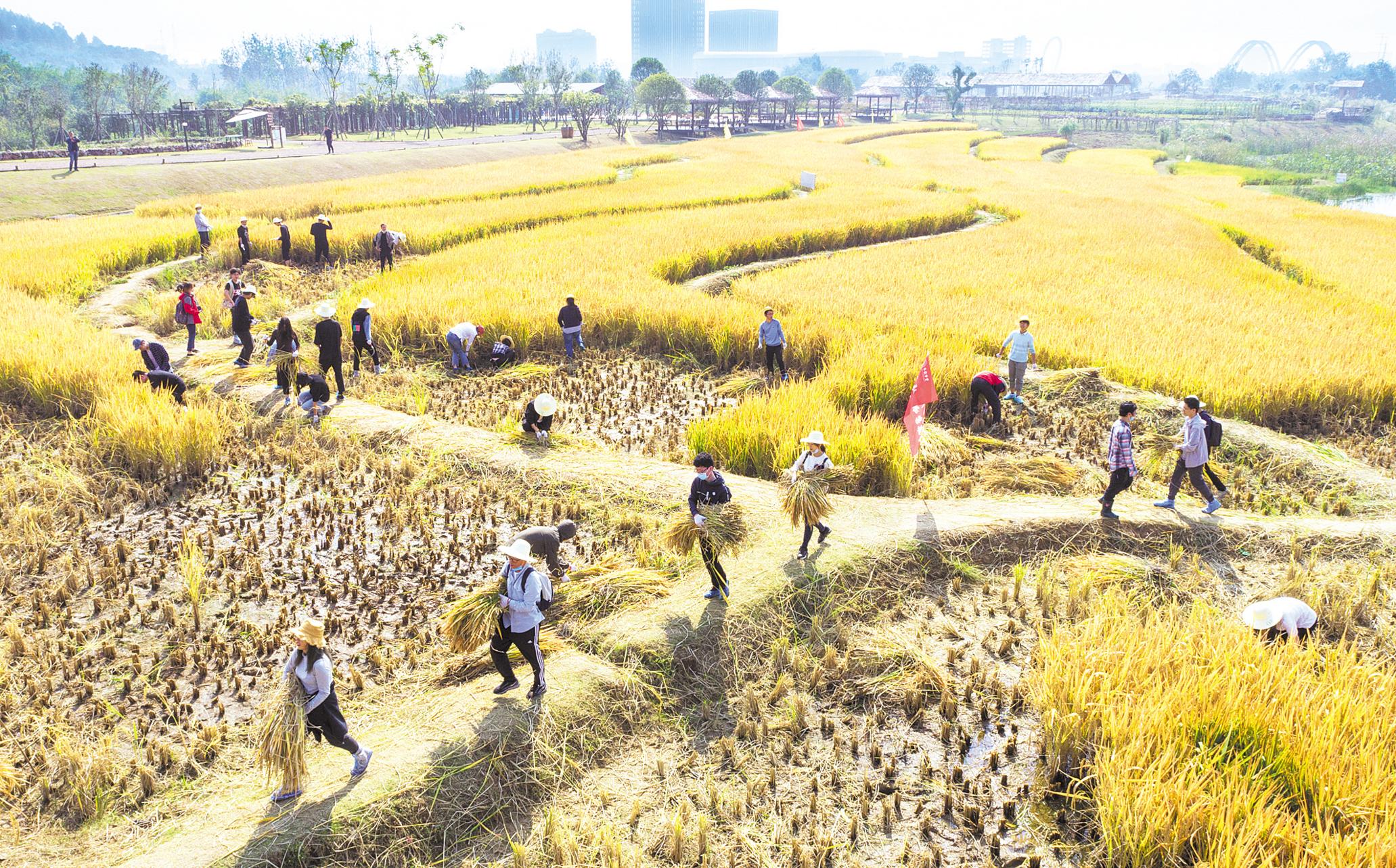 10月10日，武汉大学弘毅学堂近300名学生走进田间地头，参与收割水稻等农事体验活动。 （湖北日报全媒记者 柯皓 摄）