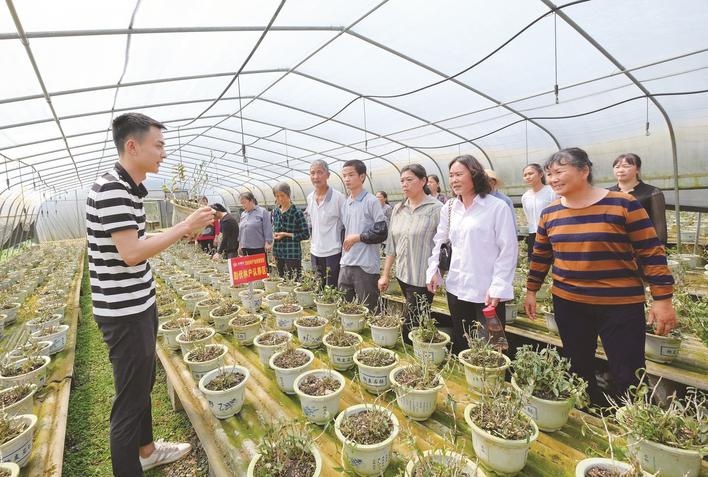 在长沙县江背镇天大生物健康产业园的铁皮石斛种植大棚内，贫困户认真地听技术人员讲解如何浇水、除草等。章帝 摄