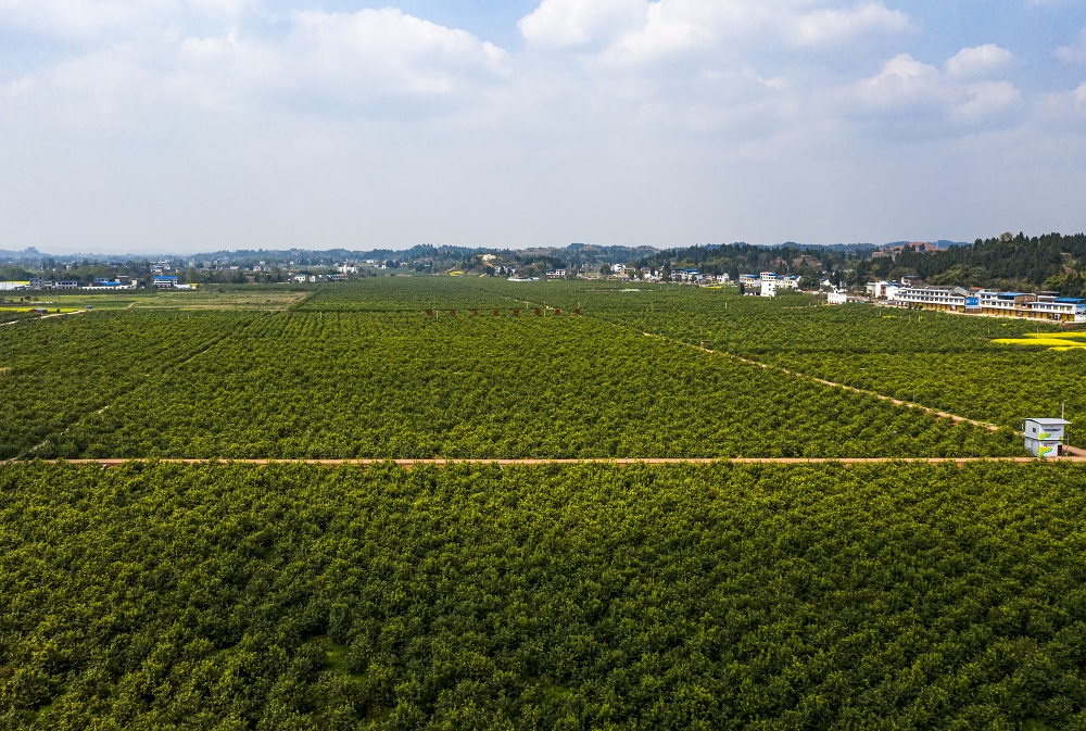 潼南柠檬种植基地 潼南区委宣传部供图