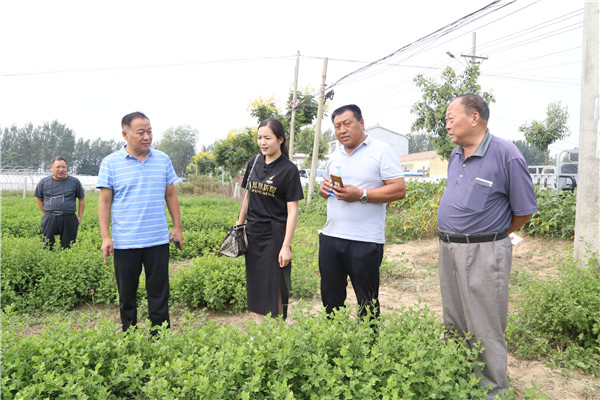刘卫东讲解雏菊种植管理模式