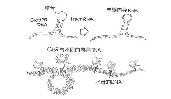 CRISPR-Cas9催化的DNA切割是可以调控的。