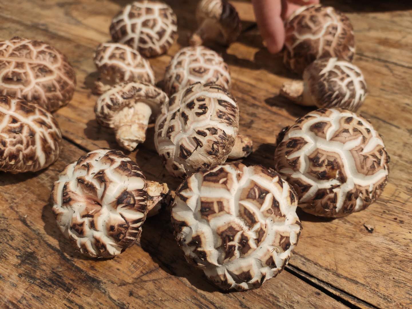 鲁山县茶庵村打造特色乡村全面推动乡村振兴