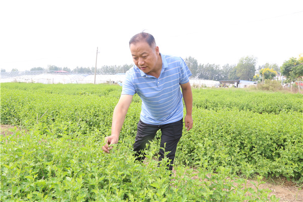 刘卫东介绍雏菊长势情况