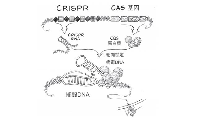 CRISPR的RNA分子与Cas蛋白质靶向锁定病毒DNA。
