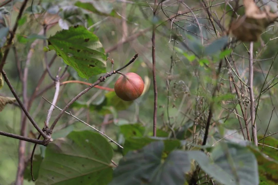 宁波这条盘山公路美得醉人!头上开着小火车,还有色彩斑斓的水库湿地!