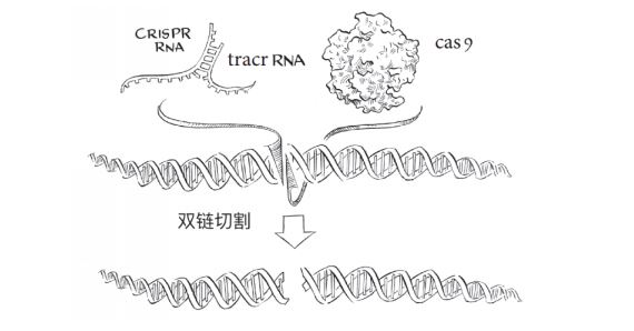 Cas9使用两个RNA分子切割DNA。