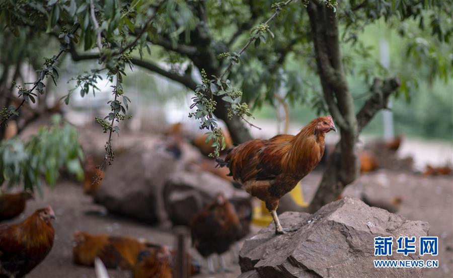 (新华全媒头条·走向我们的小康生活·决战决胜脱贫攻坚·图文互动)(5)昭通之变——全国贫困人口最多的地级市跨越记