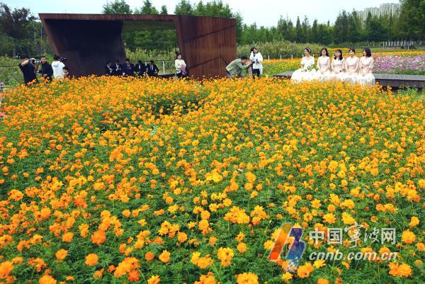 10月18日，游人徜徉在花海里流连忘返，赏花拍照。眼下，宁波市东部生态走廊种植的成片百日菊、格桑花、向日葵等各种花卉进入盛开期，争奇斗艳，形成五彩斑斓的秋日美景，吸引众多游客和摄影爱好者慕名前来打卡观光。图片文件名为：市东部生态走廊花海五彩斑斓  呈现醉人秋日美景1至12。         周建平 摄