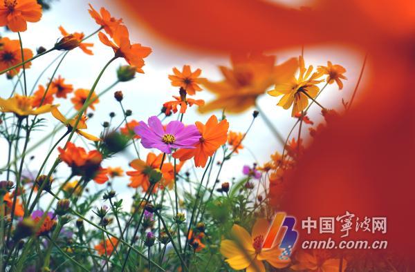 10月18日，游人徜徉在花海里流连忘返，赏花拍照。眼下，宁波市东部生态走廊种植的成片百日菊、格桑花、向日葵等各种花卉进入盛开期，争奇斗艳，形成五彩斑斓的秋日美景，吸引众多游客和摄影爱好者慕名前来打卡观光。图片文件名为：市东部生态走廊花海五彩斑斓  呈现醉人秋日美景1至12。         周建平 摄