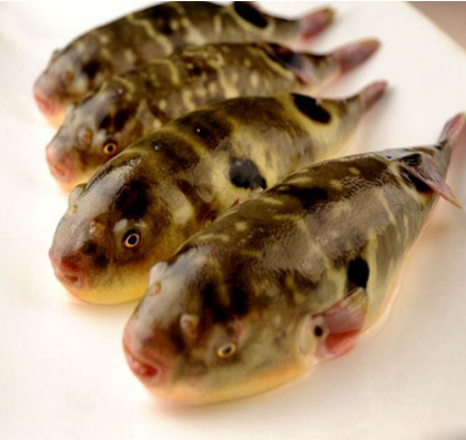 【迎曹妃甸第三届河豚节】百味之王——说说咱曹妃甸的河豚鱼