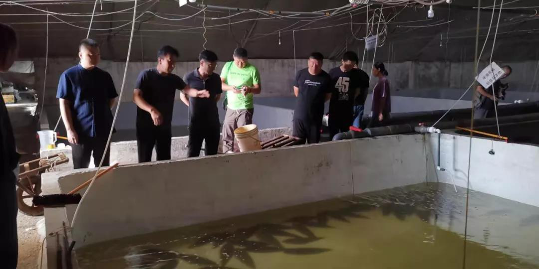 【迎曹妃甸第三届河豚节】创新务实的曹妃甸造就国内最大河豚养殖基地