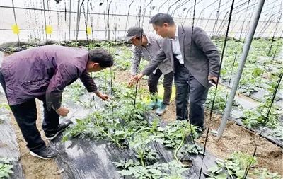 赵瓦房驻村工作队与技术人员一起指导农户施肥点花