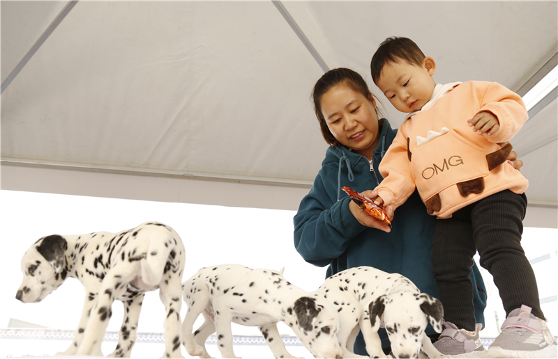 10月22日，在第四届中国&middot;南和（国际）宠物产业博览会上，市民在观看商家展出的宠物狗。