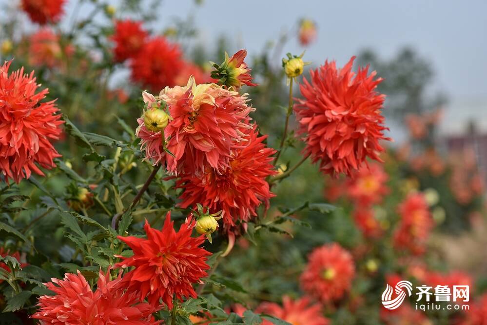 一百多个品种的 天竺牡丹 藏匿菏泽牡丹园 花开争艳美不胜收 凤凰网