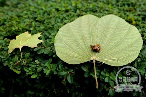西安市退休大爷手工制作昆虫风筝 几乎能以假乱真