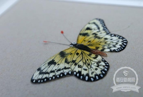 西安退休大爷手工制作昆虫风筝“昆虫世界”几乎能以假乱真