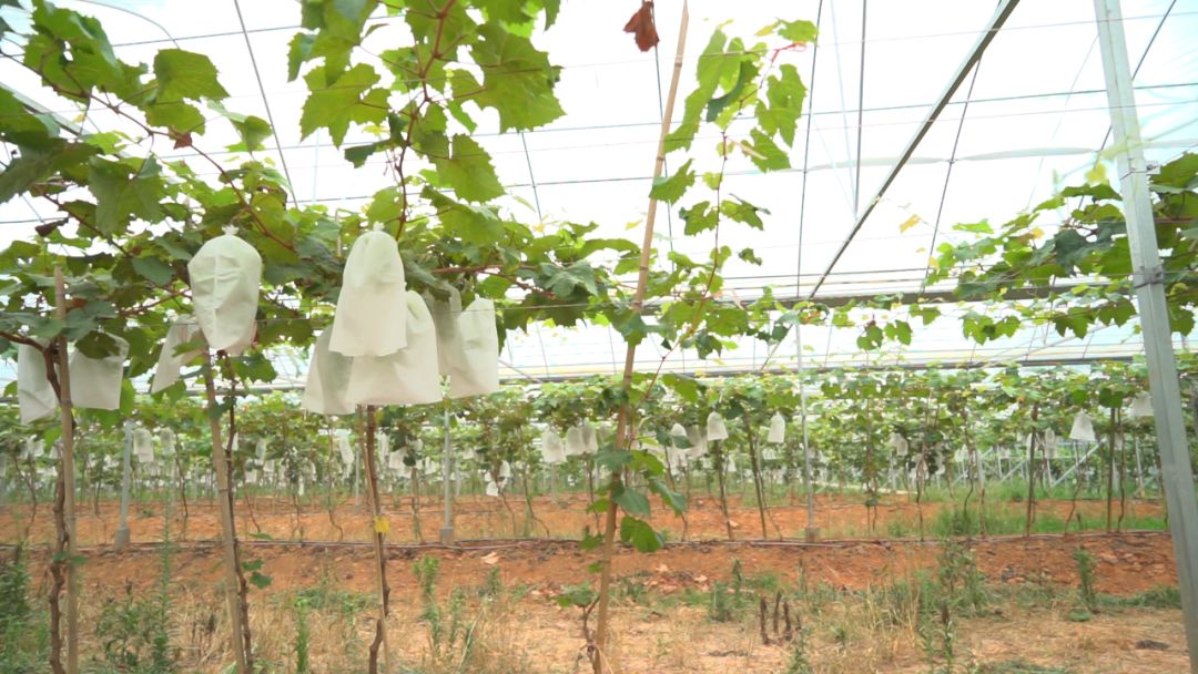 1亩地可带来12万收入！绿叶水果开发种植长沙县最大阳光玫瑰葡萄园，背后少不了他们的帮助...