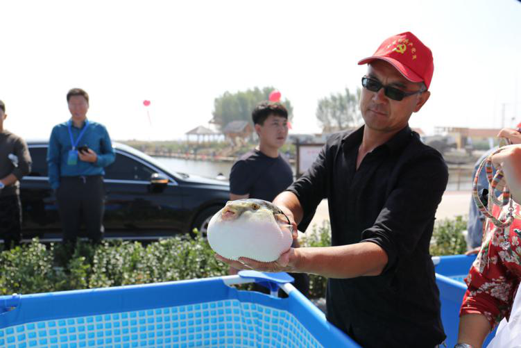 【迎曹妃甸第三届河豚节】曹妃甸河豚文化，你了解多少？