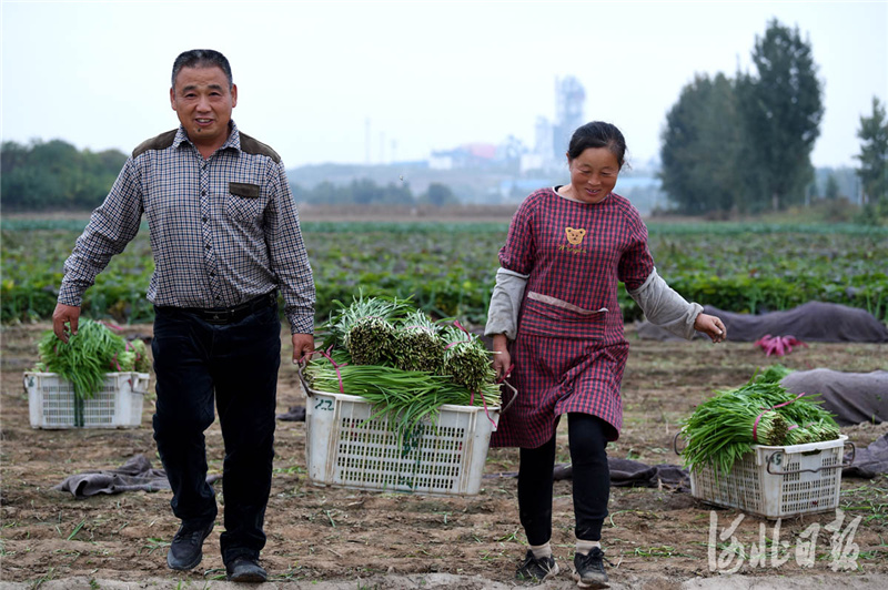 2020年10月18日，河北省临城县农旭蔬菜种植专业合作社负责人李兵雷（左）和妻子在将韭菜装车，当晚即运到石家庄市桥西蔬菜批发市场，第二天就摆上了市民的餐桌。