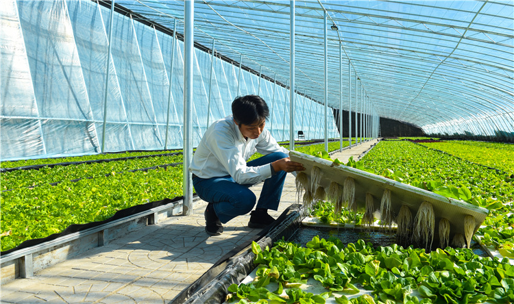 10月17日，工作人员在查看水培蔬菜的长势。德胜村与北京纯源青华科技公司合作，建成7个日光温室大棚种植水培蔬菜。河北日报记者耿辉摄