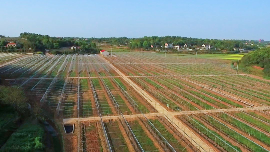 1亩地可带来12万收入！绿叶水果开发种植长沙县最大阳光玫瑰葡萄园，背后少不了他们的帮助...