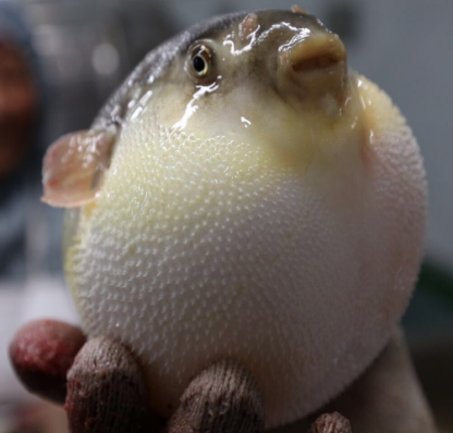 【迎曹妃甸第三届河豚节】百味之王——说说咱曹妃甸的河豚鱼