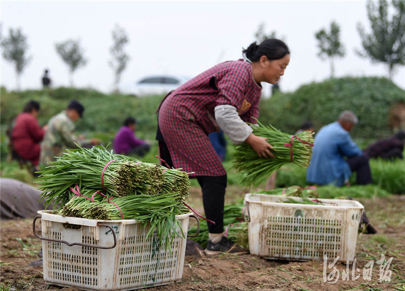 2020年10月18日，河北省临城县农旭蔬菜种植专业合作社社员在收获韭菜。河北日报记者赵永辉摄影报道