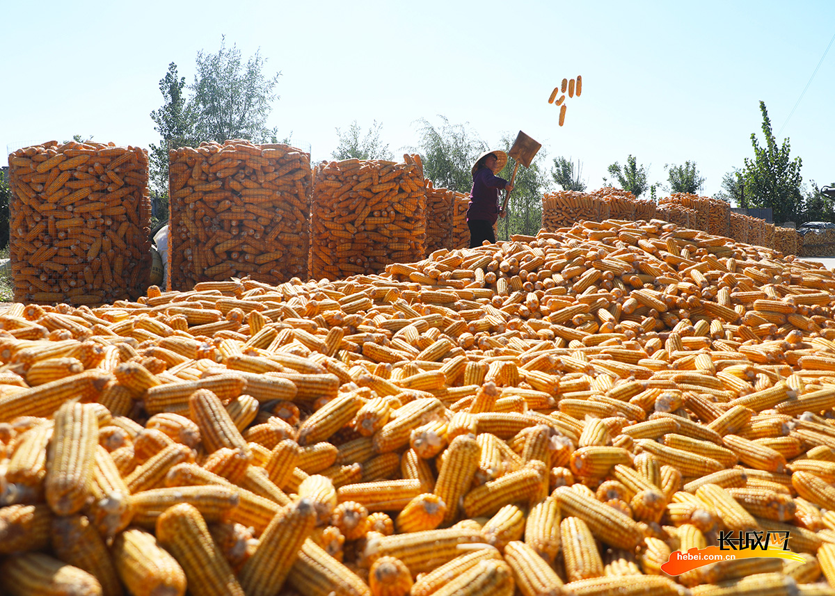 唐山市丰润区沙流河镇杨家屯村一位农民在整理晾晒收获的玉米.