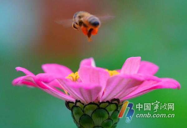 10月18日，游人徜徉在花海里流连忘返，赏花拍照。眼下，宁波市东部生态走廊种植的成片百日菊、格桑花、向日葵等各种花卉进入盛开期，争奇斗艳，形成五彩斑斓的秋日美景，吸引众多游客和摄影爱好者慕名前来打卡观光。图片文件名为：市东部生态走廊花海五彩斑斓  呈现醉人秋日美景1至12。         周建平 摄