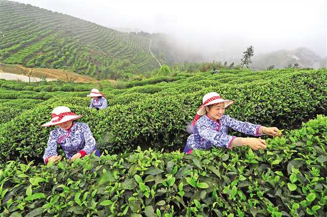 江津富硒茶场。贺宝胜 摄