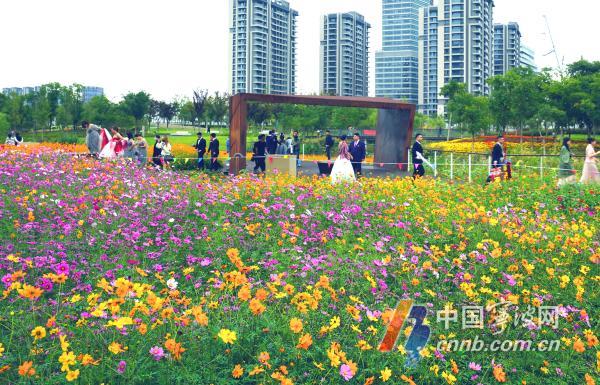 10月18日，游人徜徉在花海里流连忘返，赏花拍照。眼下，宁波市东部生态走廊种植的成片百日菊、格桑花、向日葵等各种花卉进入盛开期，争奇斗艳，形成五彩斑斓的秋日美景，吸引众多游客和摄影爱好者慕名前来打卡观光。图片文件名为：市东部生态走廊花海五彩斑斓  呈现醉人秋日美景1至12。         周建平 摄