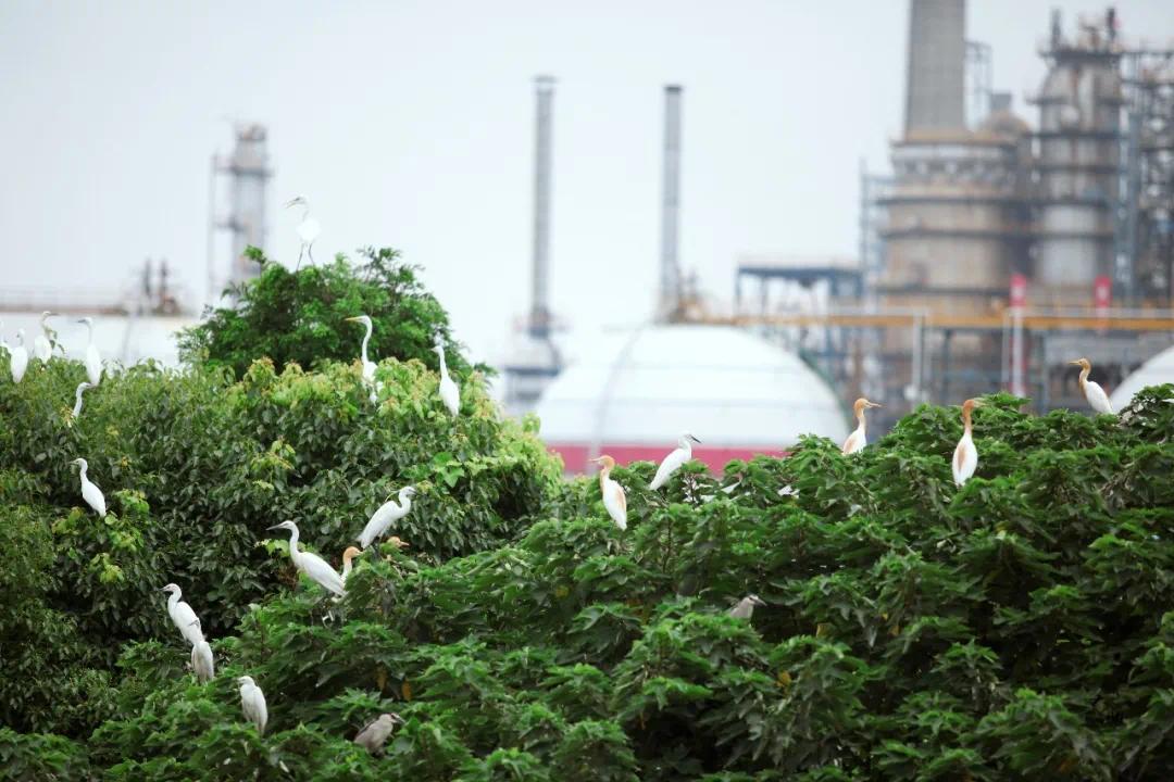 双料领跑，全国唯一！镇海炼化再次摘得乙烯行业水效领跑者头衔