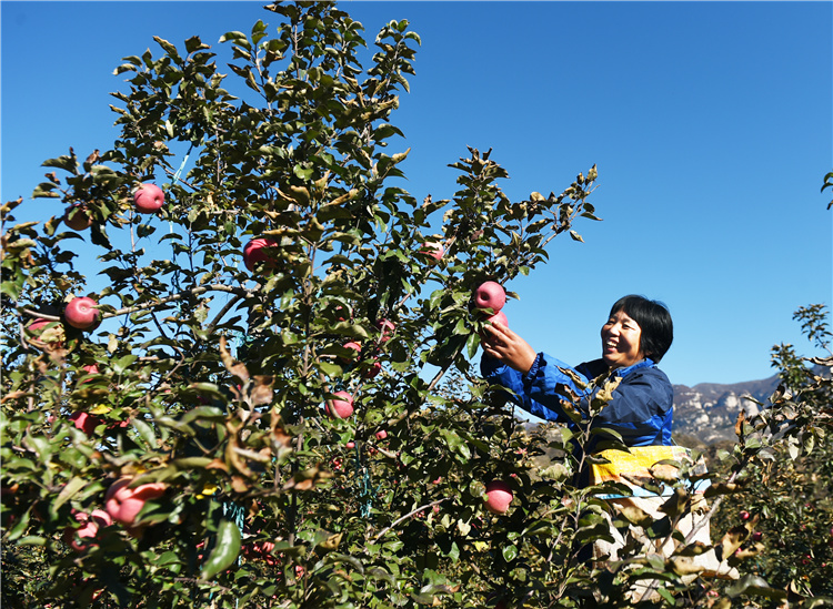 10月17日,阜平县顾家台村村民冯海花在果园采摘苹果.