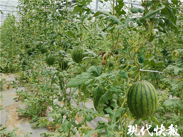 长在空中手掌大削皮吃这样的西瓜你想吃吗