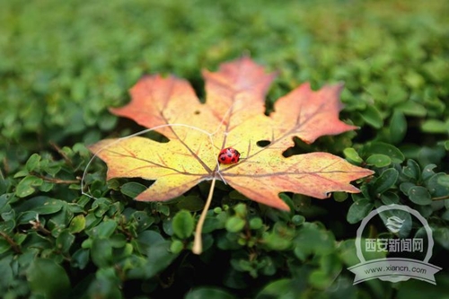 西安退休大爷手工制作昆虫风筝“昆虫世界”几乎能以假乱真