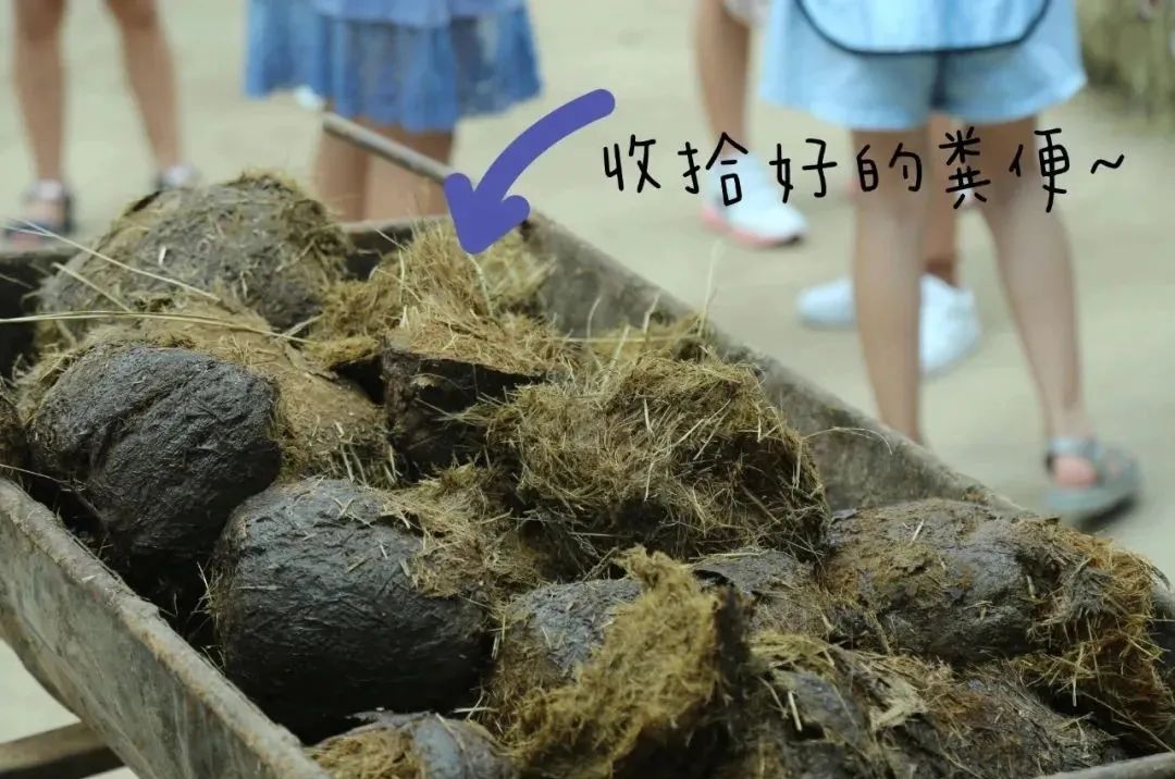 快乐铲屎官▲象粪纸制作▲牙医养成记▲气味丰容更多精彩请持续关注