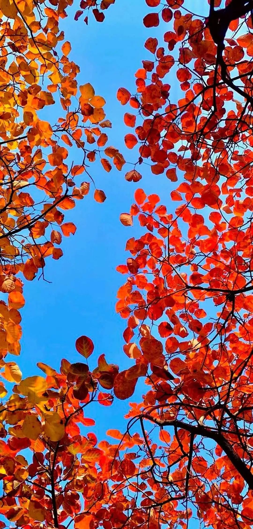 又是一年红叶季来长寿山邂逅最美的自己吧