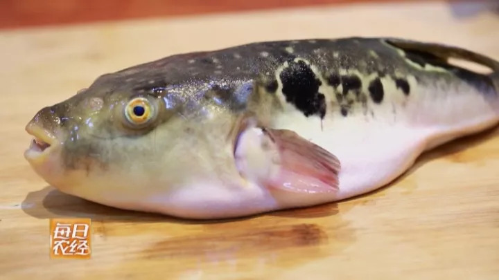 【迎曹妃甸第三届河豚节】百味之王——说说咱曹妃甸的河豚鱼