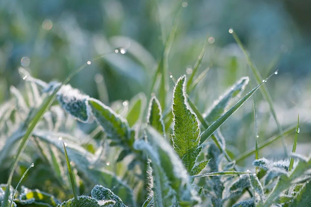 地面的露珠已经结成霜