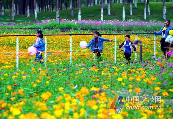 10月18日，游人徜徉在花海里流连忘返，赏花拍照。眼下，宁波市东部生态走廊种植的成片百日菊、格桑花、向日葵等各种花卉进入盛开期，争奇斗艳，形成五彩斑斓的秋日美景，吸引众多游客和摄影爱好者慕名前来打卡观光。图片文件名为：市东部生态走廊花海五彩斑斓  呈现醉人秋日美景1至12。         周建平 摄