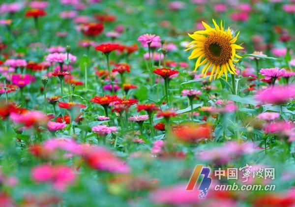 10月18日，游人徜徉在花海里流连忘返，赏花拍照。眼下，宁波市东部生态走廊种植的成片百日菊、格桑花、向日葵等各种花卉进入盛开期，争奇斗艳，形成五彩斑斓的秋日美景，吸引众多游客和摄影爱好者慕名前来打卡观光。图片文件名为：市东部生态走廊花海五彩斑斓  呈现醉人秋日美景1至12。         周建平 摄
