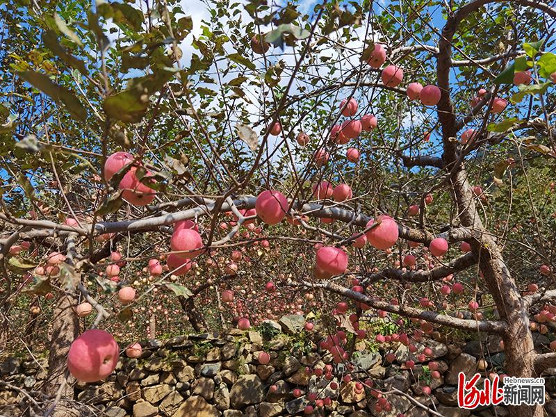 内丘县岗底村苹果即将迎来丰收。河北日报记者潘文静摄