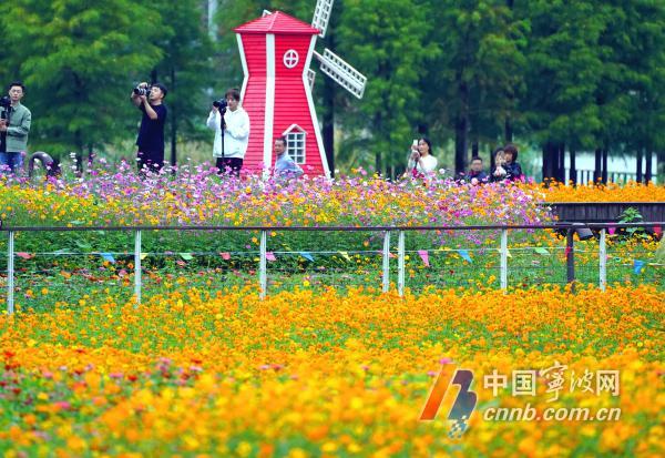10月18日，游人徜徉在花海里流连忘返，赏花拍照。眼下，宁波市东部生态走廊种植的成片百日菊、格桑花、向日葵等各种花卉进入盛开期，争奇斗艳，形成五彩斑斓的秋日美景，吸引众多游客和摄影爱好者慕名前来打卡观光。图片文件名为：市东部生态走廊花海五彩斑斓  呈现醉人秋日美景1至12。         周建平 摄