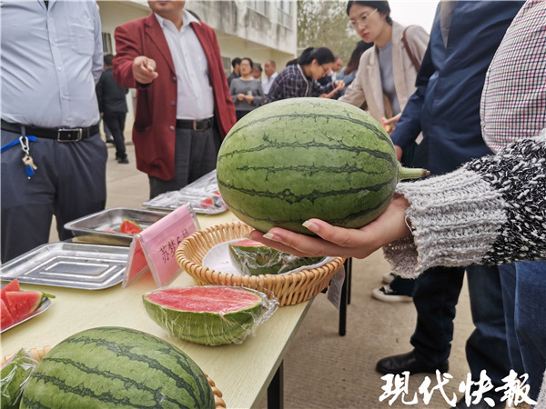 "苏梦6号"西瓜只有手掌大小