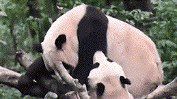 成都功夫熊猫名场面：相互撕咬让人看呆了