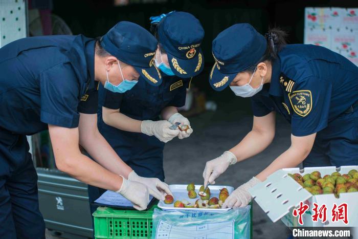 海关关员对出口荔枝采样进行检查(资料图) 张仕荣 摄