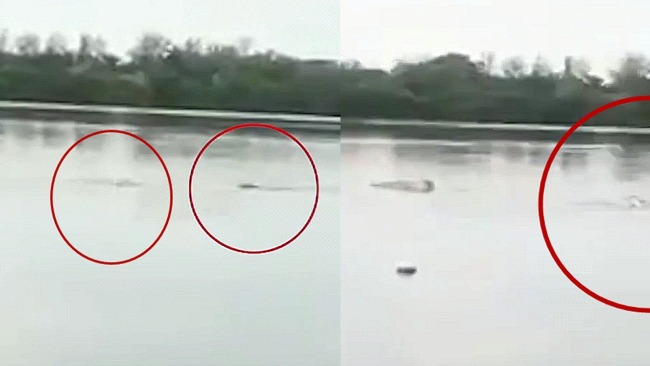 实拍：男子野外游泳 被巨大鳄鱼袭击拖入水中